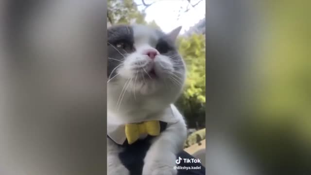 Cat trying to speak English funny videos