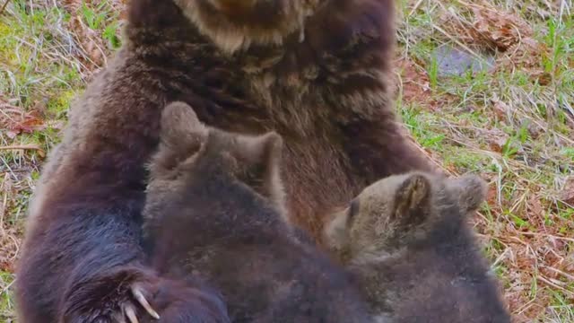 Mother Bear Teaches Cubs to Fish | BBC Earth