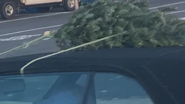 Pint-Sized Christmas Tree