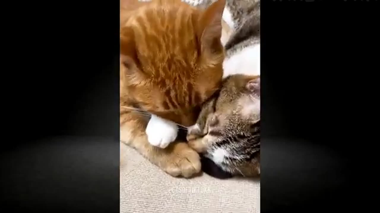 Funny Animal Videos 2023 🤣 Funniest Dogs And Cats Videos 👻 😸 🐺| Pets Of TikTok | Funny Animal Videos