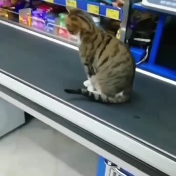 I'm selling a cat! Is anyone interested?