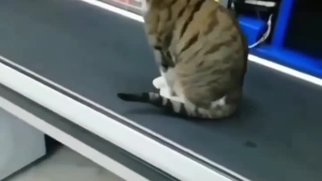 I'm selling a cat! Is anyone interested?