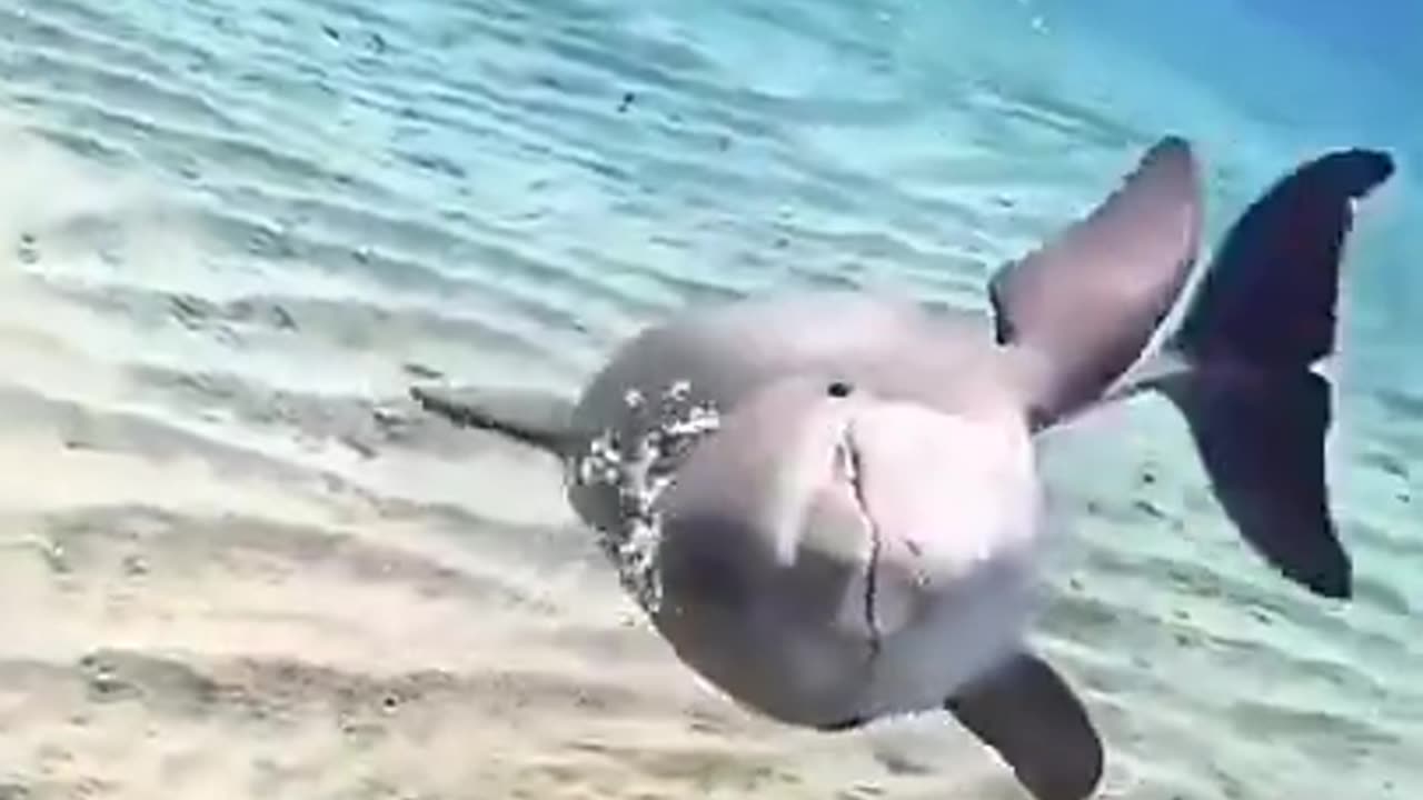 Craziest Dolphin Behavior You’ve Never Seen #shorts #viral #shortsvideo #video