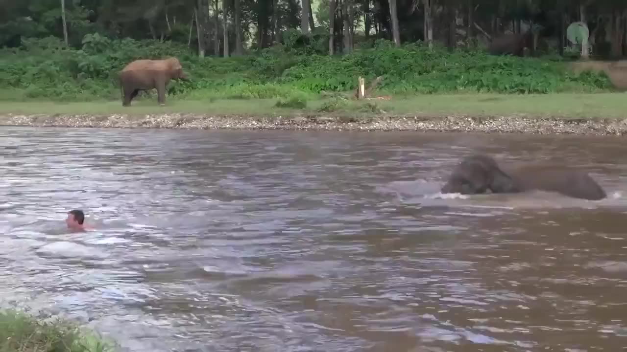 This baby elephant thought he was drowning and rushed to save him ❤️