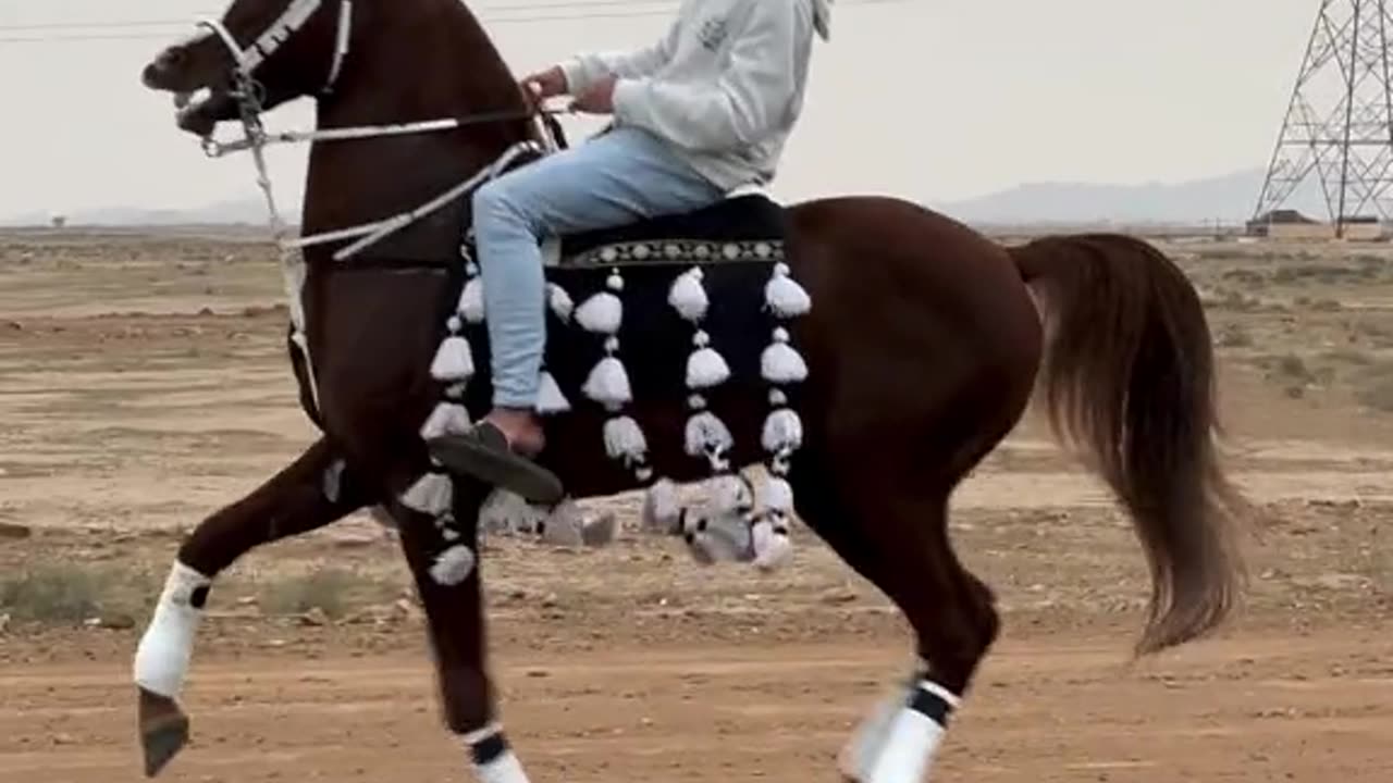 Horse SOO Cute! Cute And funny horse Videos Compilation cute moment #21