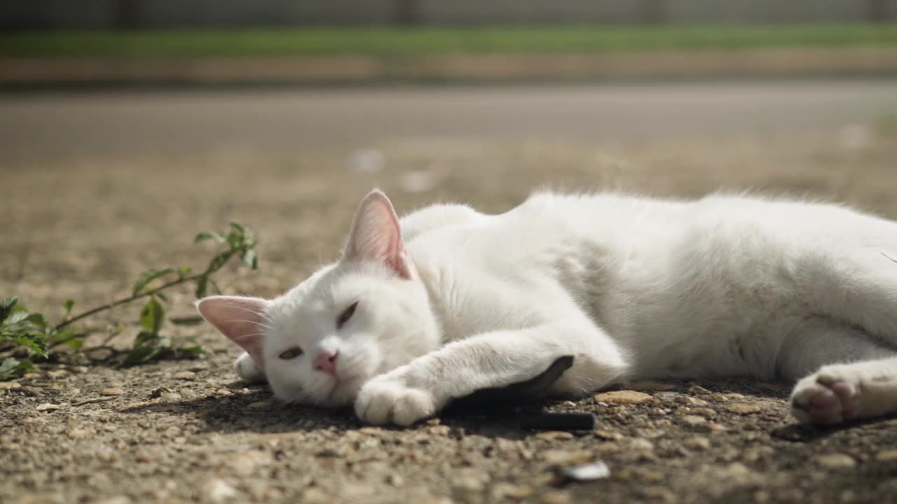 Cute cat sleep