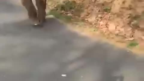 Elephant Attack in Jeep.