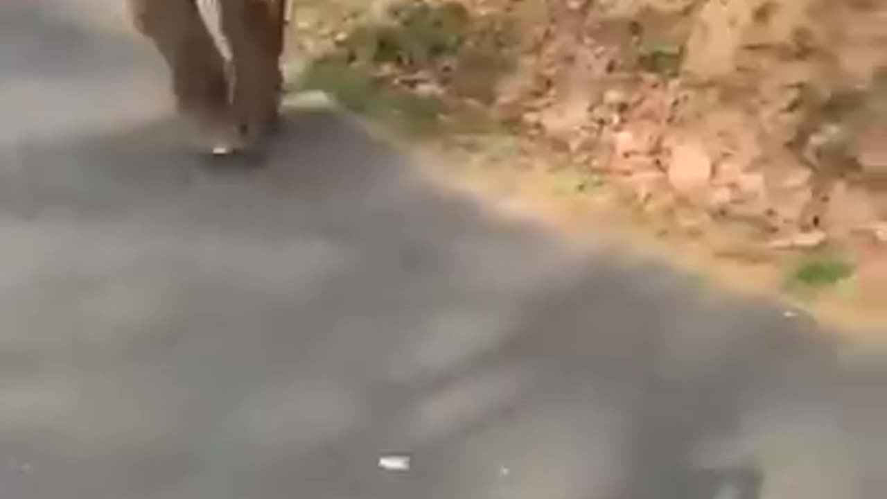 Elephant Attack in Jeep.