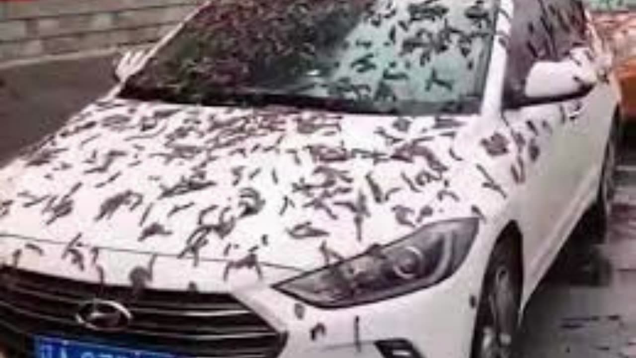 RAIN OF WORMS IN CHINA