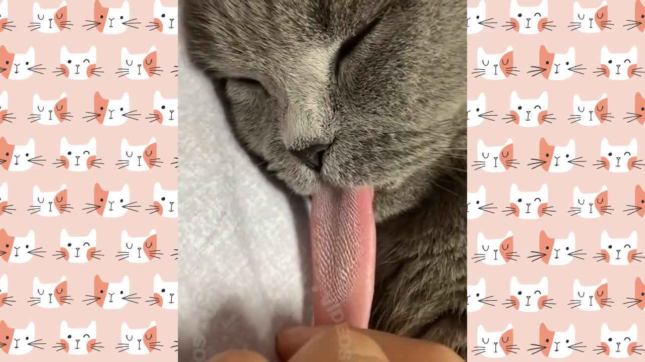 Cute and Funny Cat Videos to Make Your Day