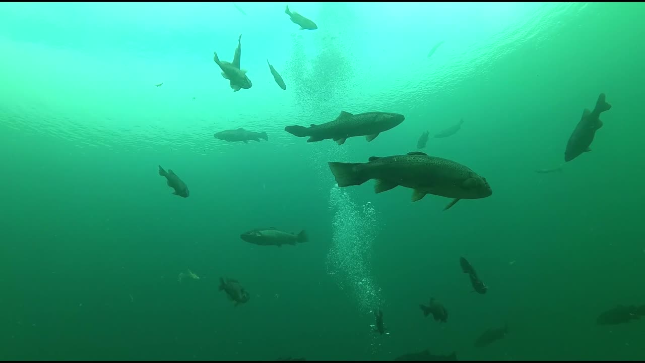 One with the fish