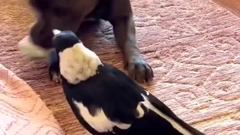 Unusual playmates | hilarious moments | funny dog vs parrot!