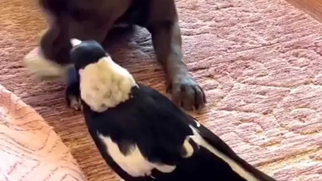 Unusual playmates | hilarious moments | funny dog vs parrot!