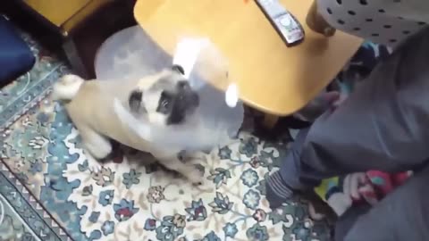 Top 10 Funny dogs barking