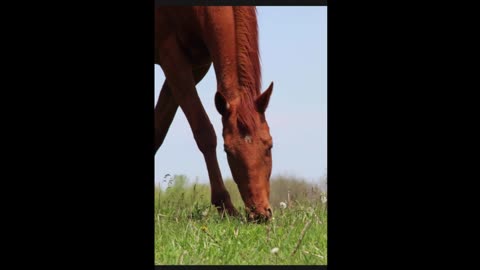 MISSING THOROUGHBRED HORSE - CHESTNUT MARE