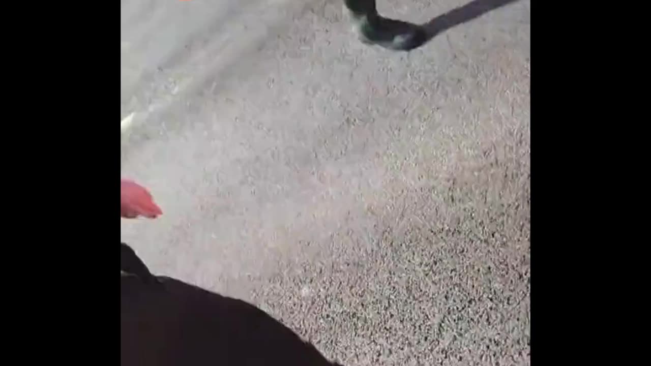 Just Stop Oil Morons