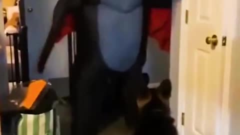 Hilarious Animal Videos That Will Make You Laugh 😂😂 Funny Pets