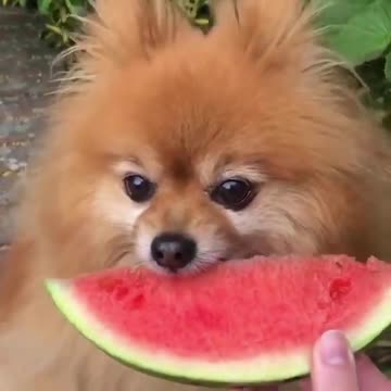 Dog Taking A Bite From Watermelon 🍉🐶_ Cute Animals Video Bank - Creative Common Videos