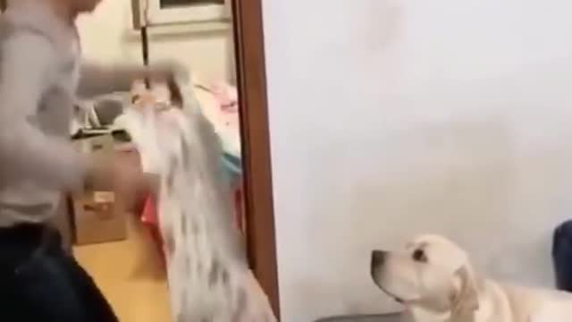 funny animal videos