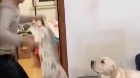 funny animal videos