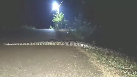 Wildlife in closer view with a natural perspective.