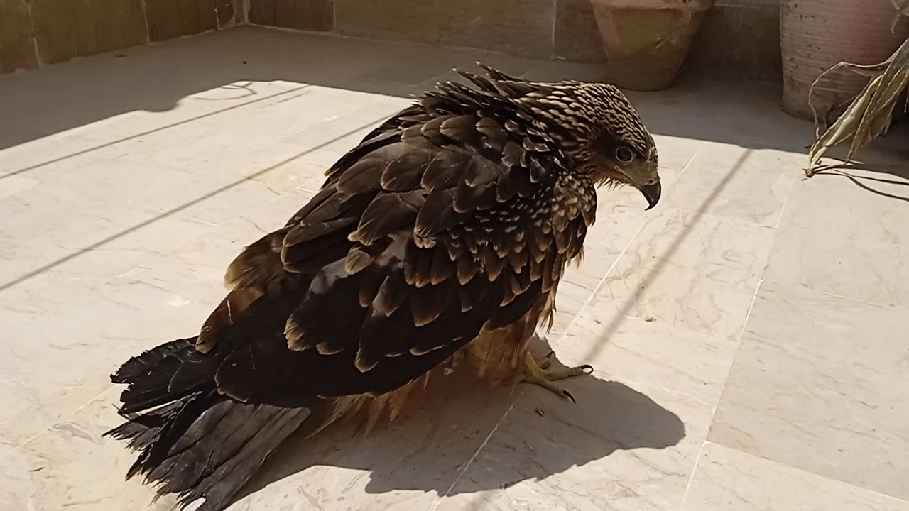 Eaglet thinking to fly