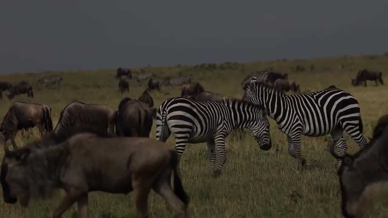 Two zebra stallions playfight among wildebeest herd