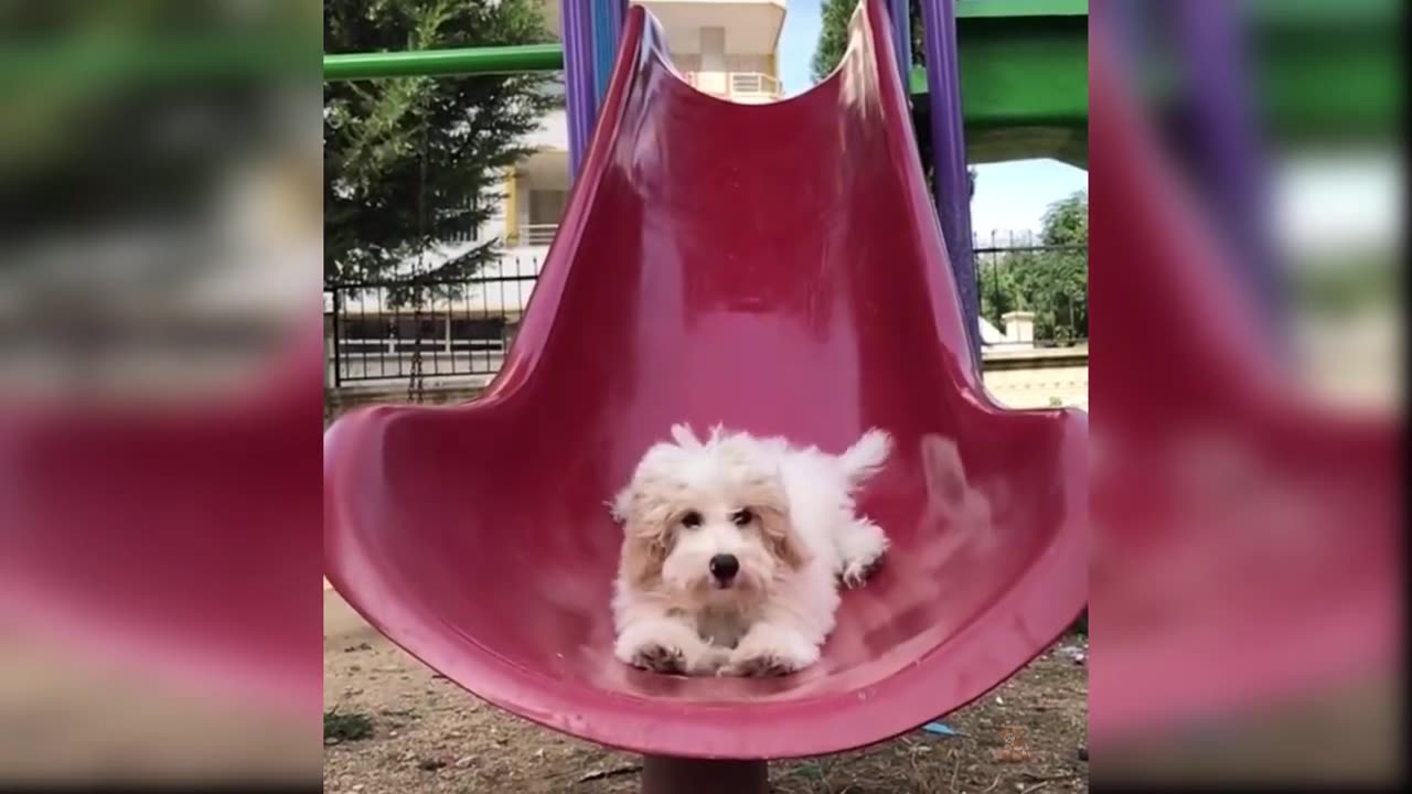 Baby Dogs - Cute and Funny Dog Videos Compilation #62 | Aww Animals