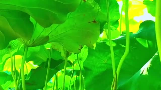 唯美画面 竖屏 (llzmtsc独家整理) (94)