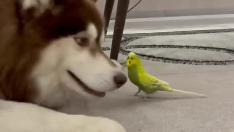 Husky and Parrot are Best Friends