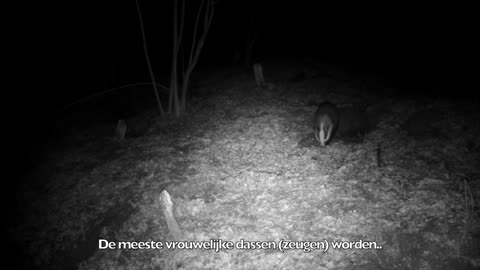 parende dassen (mating badgers)