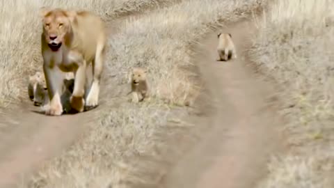 Cute lion baby 1 back baby !