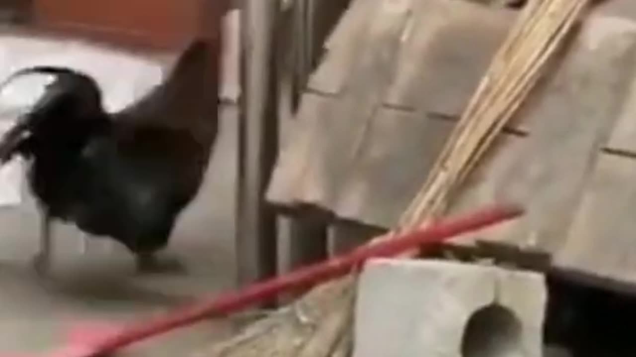 Funny animal video