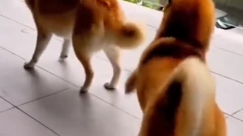 Funny Animal Videos 2023 Best Dogs And Cats Videos