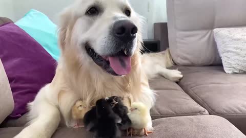 Adorable Golden Retriever and Cute Baby Chicks