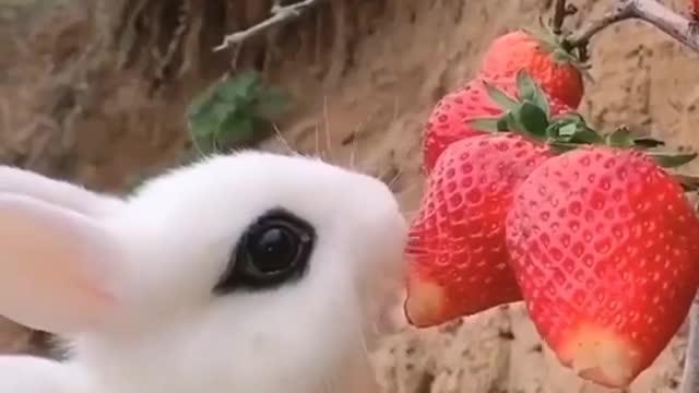 Cute Baby Rabbit Eating