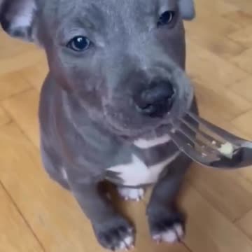 Taste tasting for pups lets call it ironpit #viral #trending #dogtraining