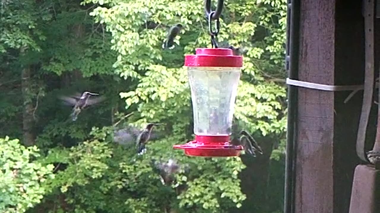 Hummingbirds