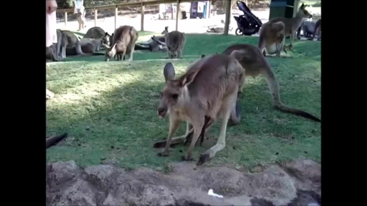 Baby Kangaroos & Joeys - CUTEST Compilation