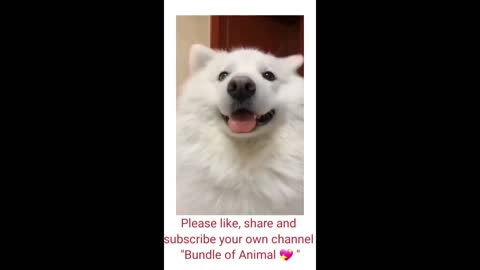 Funny animal videos