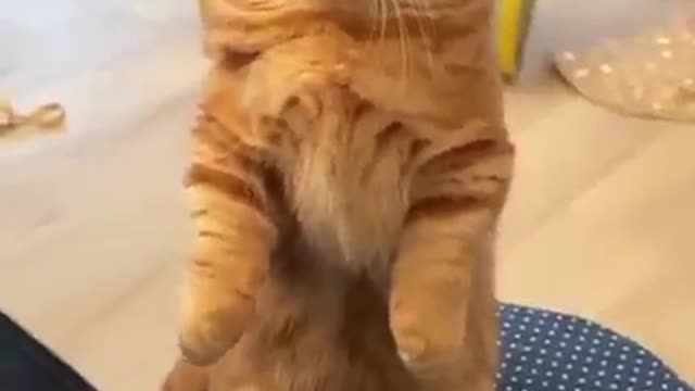 Cute Standing Kitty cat