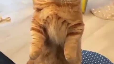 Cute Standing Kitty cat