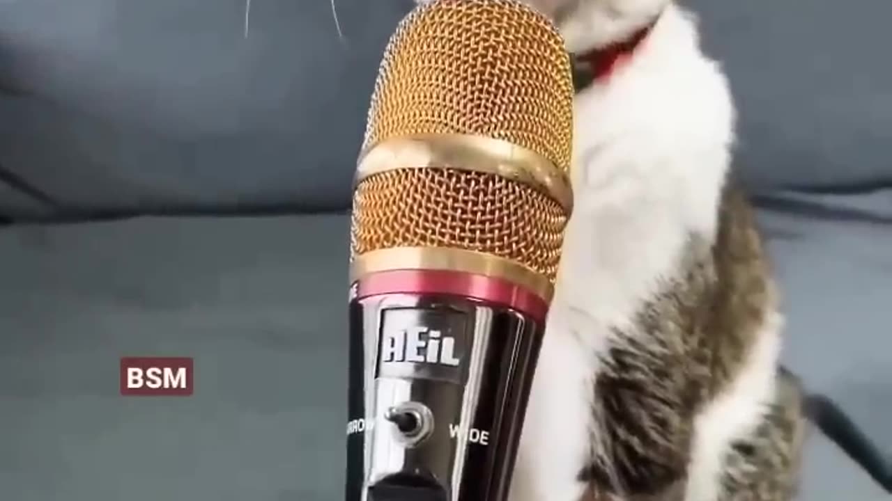 Cat singing