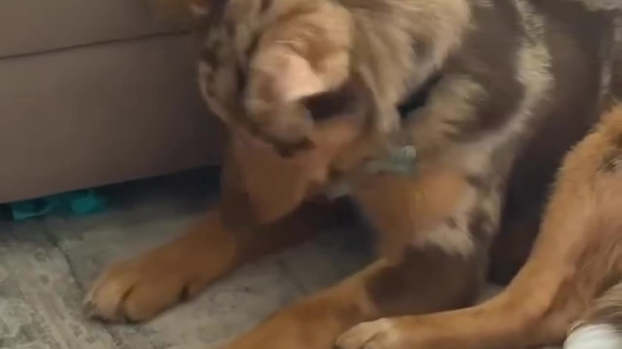Where Did My Toy Go?