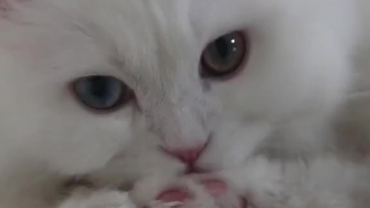 Video Funny Cats 36