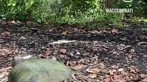 I saved a huge snapping turtle from being hit by a car w/ angry driver at the Biltmore House Lagoon