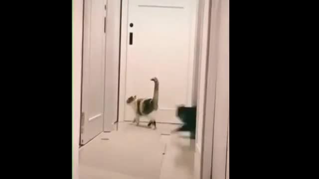 if your cat is John Cena!!! #2 😂 Funny Animals Videos 😂 2022(watch till the end) funniest Pet's life