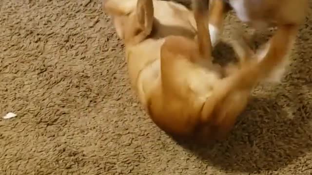 chinki minki are made for each other... funniest & cutest // play with each other