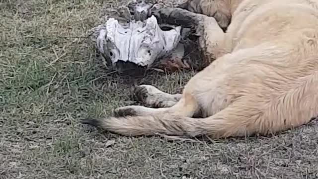 Puppy finds head bone in field