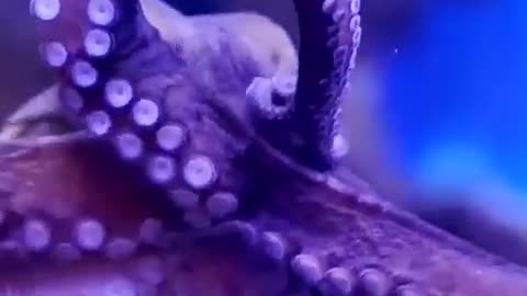 The octopus